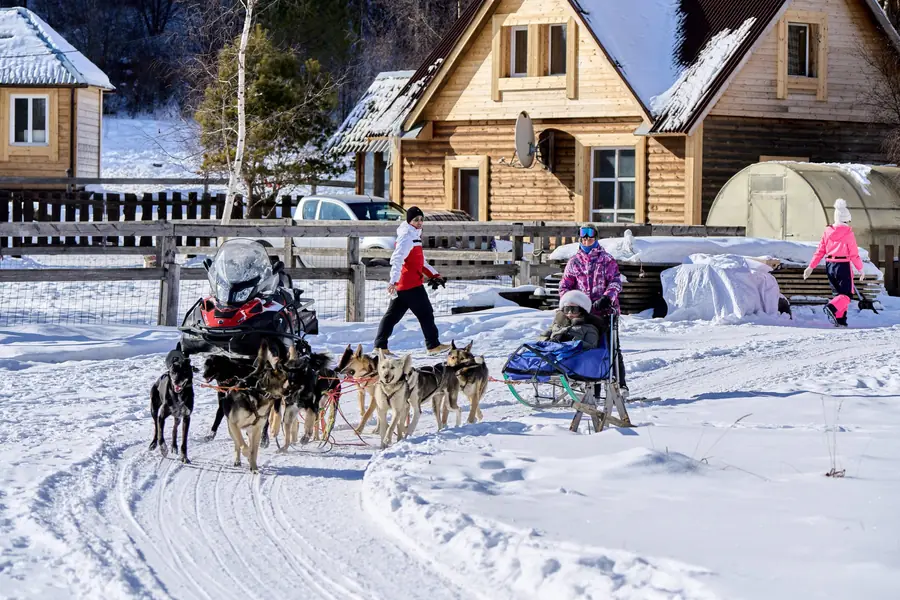 Xe chó Husky trong rừng taiga